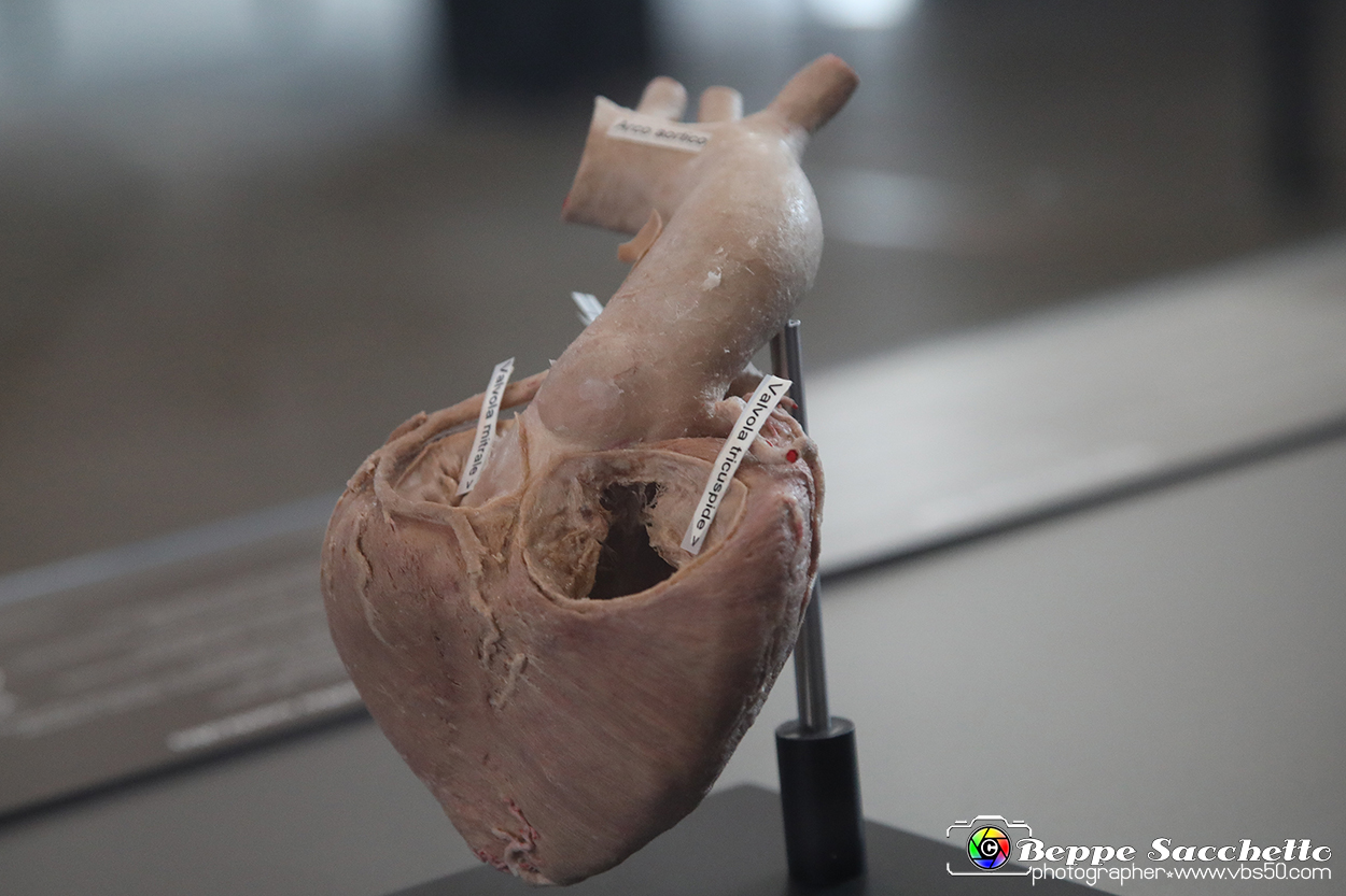 VBS_2883 - Cuore. Valvole cardiache - Mostra Body Worlds.jpg
